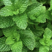 薄荷